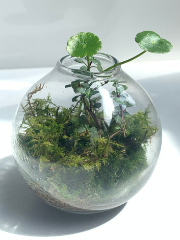 terrarium