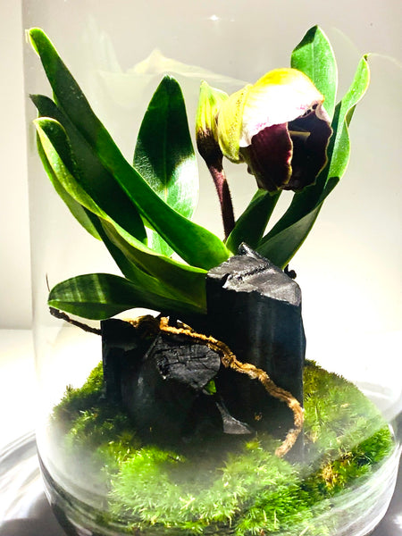 paphiopedilum