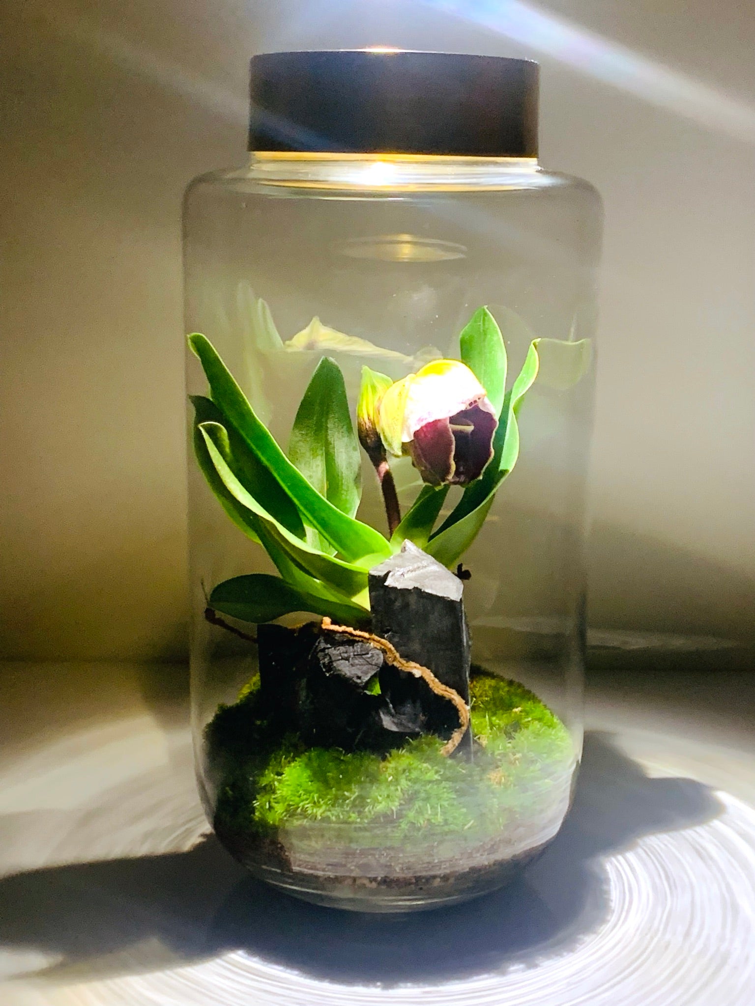 paphiopedilum