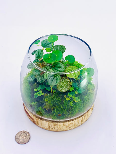 Terrarium